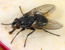 Onesia floralis - Fly